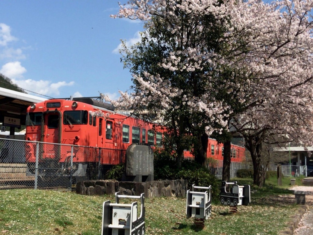 和田山駅の桜