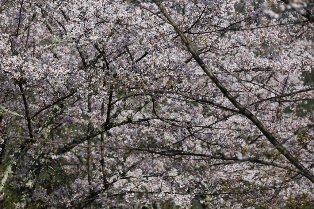 立雲峡の桜2020