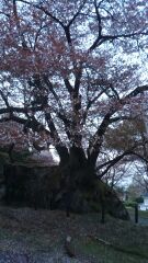 生野高原イヌワシ桜
