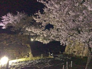 竹田城夜桜